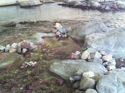 磯の浜辺が再現されたところ